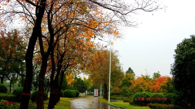 詩情畫意！秋冬之交一場雨 別樣周口落葉美