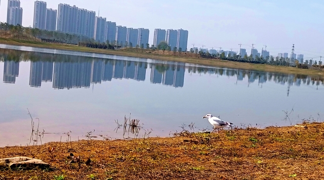打造水生態(tài)城市，讓周口更宜居
