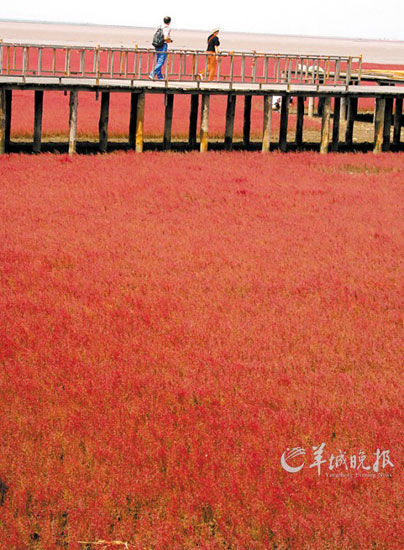 遼寧盤錦紅海灘，面積達(dá)9萬(wàn)畝