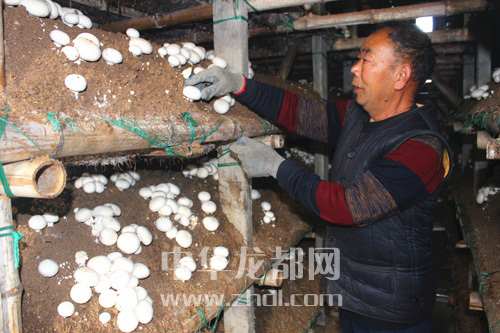 周口項(xiàng)城：食用菌種植基地內(nèi)，工人正在查看雙孢菇長勢(shì)