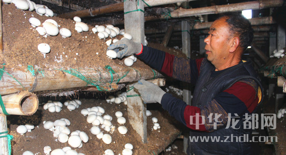 周口項(xiàng)城：食用菌種植基地內(nèi)，工人正在查看雙孢菇長(zhǎng)勢(shì)